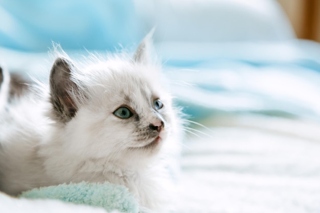 Gattino bianco con occhi azzurri gatto capretto animale con faccia facciale interessata guarda lato sullo spazio copia piccolo...