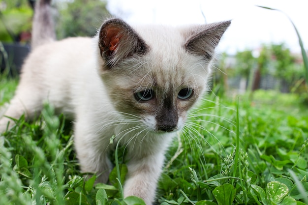 White kitten with blue eyes on green grass