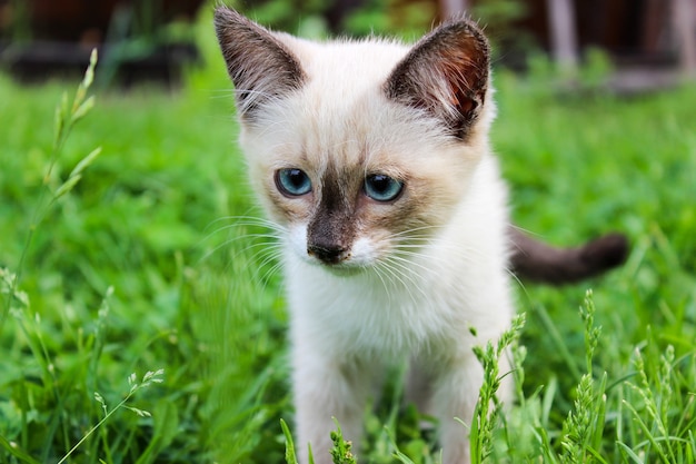 White kitten with blue eyes on green grass