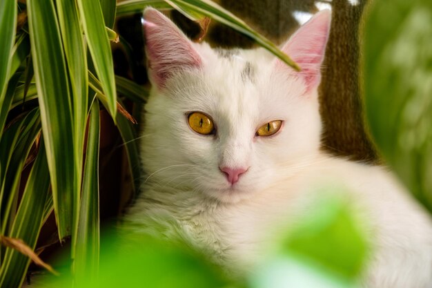 緑の植物の緑の黄色がかった目を持つ白い子猫