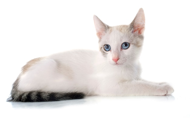 white kitten