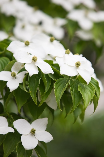 Белые цветы кизила Kousa, Cornus Kousa, японский цветущий кизил, в весеннем парке, крупный план