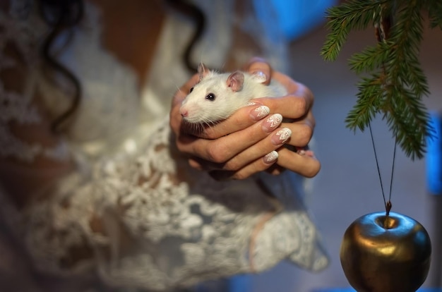White lab rat in the hands of the bride Hands with beautiful manicure