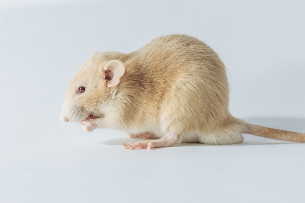 Белая лабораторная крыса на белом фоне
