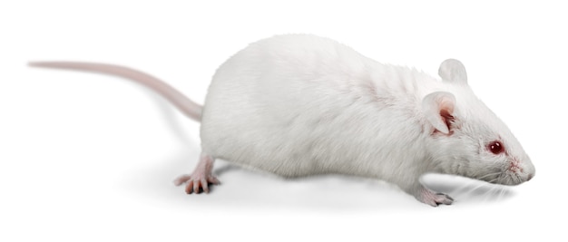 Photo white laboratory rat isolated on white background