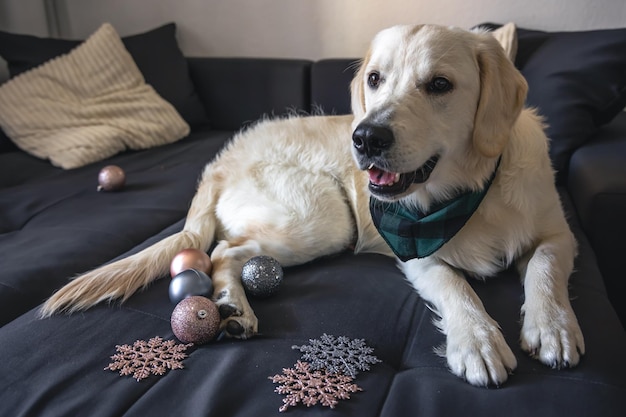 White labrador dog on the couch among the Christmas decor