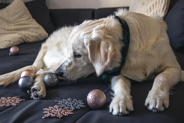 White labrador dog on the couch among the Christmas decor