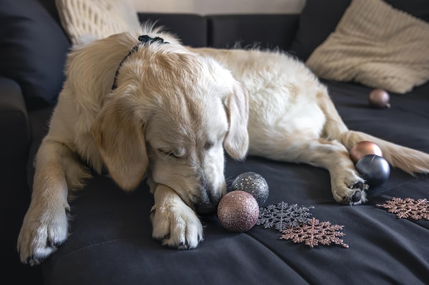 White labrador dog on the couch among the Christmas decor