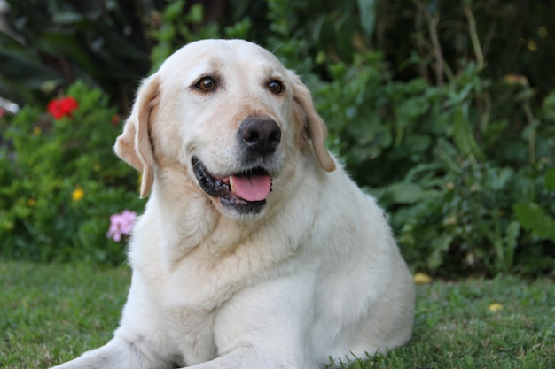 Foto cane labrador bianco in giardino