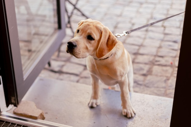 White labrador dog on the street in the city