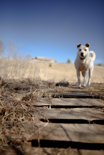 White labrador retriever dog on a walk. Dog in the nature. Senior dog behind grass and forest