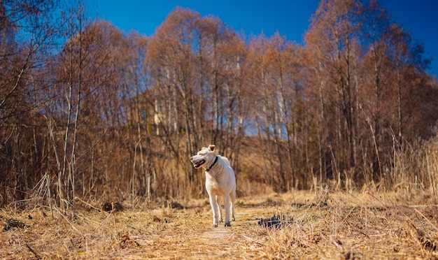 White labrador retriever dog on a walk. Dog in the nature. Senior dog behind grass and forest