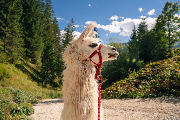 White lama portrait outdoor Animals protection and farm life concept