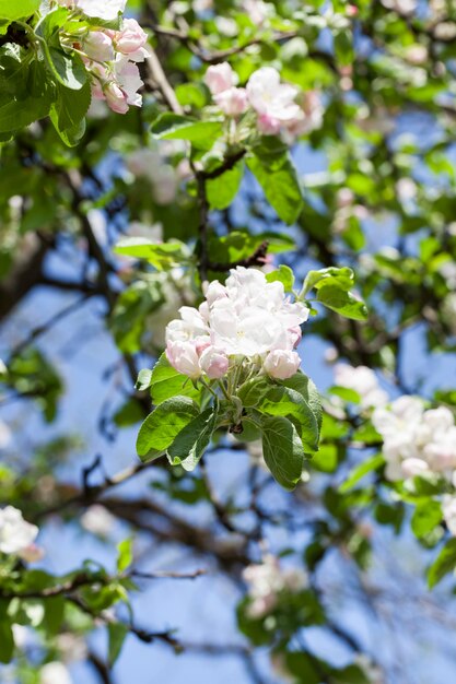 果樹園のリンゴの木の白い大きな花序