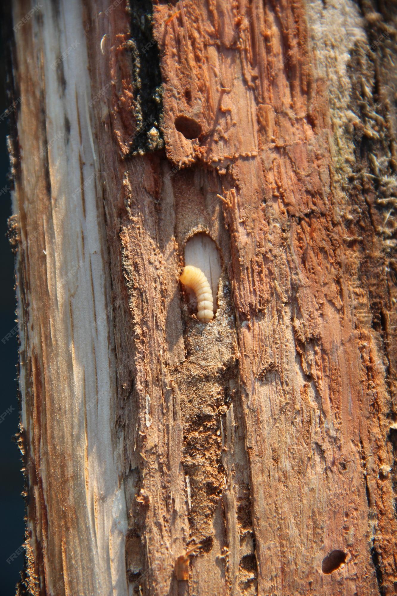 Premium Photo White larva of woodworm lives under pine bark common