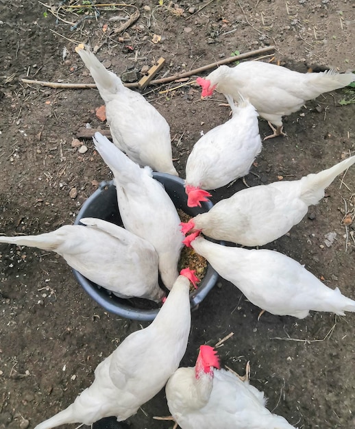 White laying hens pecking food top view