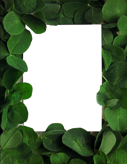 Photo white leaf framed with clover leaves