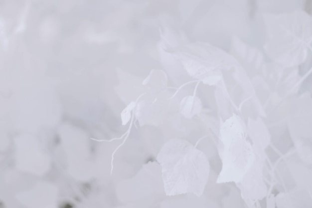 white leaf texture background