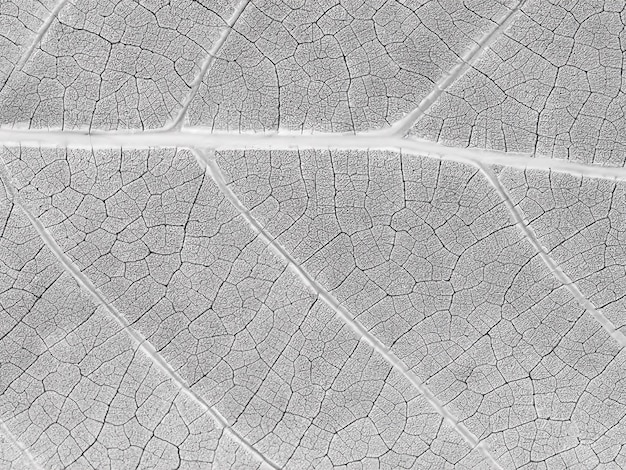 Photo white leaf texture