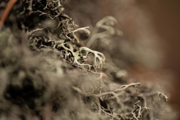 white lichen