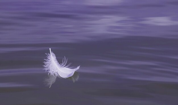 White light air feather on the water