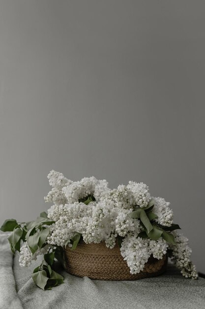 White lilac in a basket in the interior Lilac on the window on a gray background