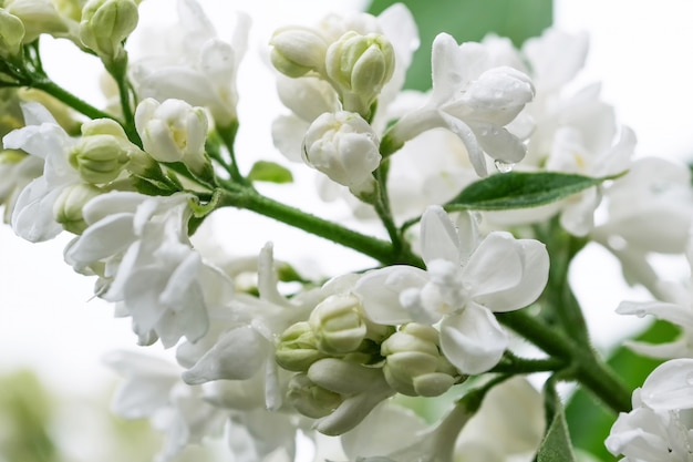 비 방울에 하얀 라일락 꽃