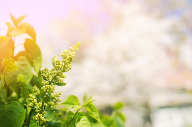 White lilac blooms in the garden. 