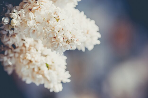 White lilac close-up