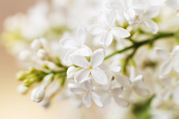 White lilac flower branch on a pastel beige background with copy space for your text