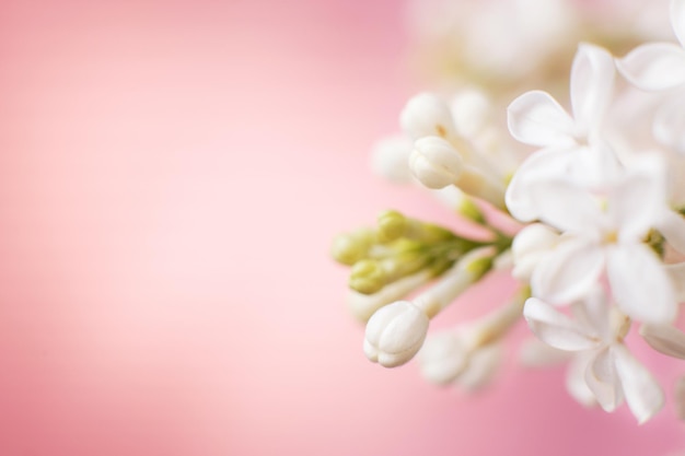 White lilac flower branch on a pink background with copy space for your text