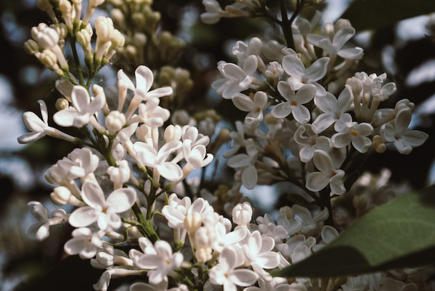 Fiori lilla bianchi come sfondo. syringa vulgaris