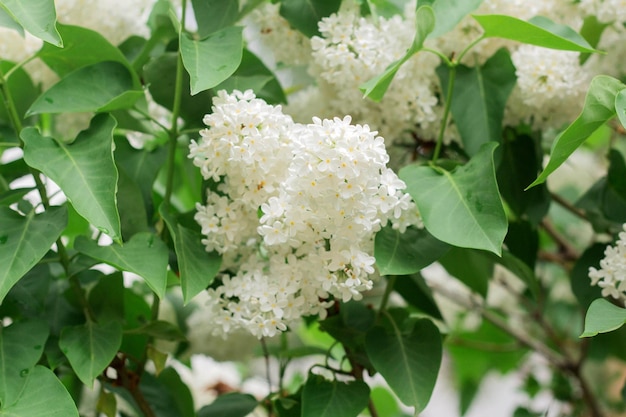 春に白いライラックの花が咲く