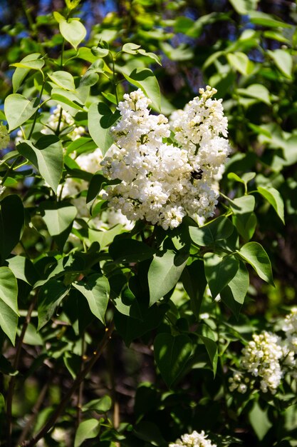 Foto fiori bianchi di lilac su un cespuglio