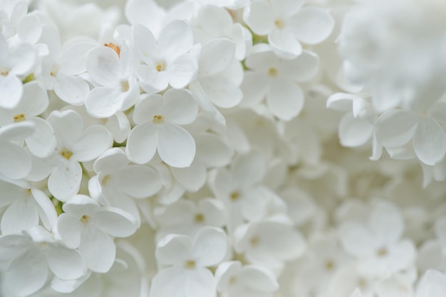 Image of Close-up of white lilac flowers