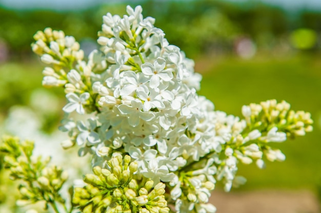 写真 ホワイトライラックライラックの茂みに白いライラックの春咲く花