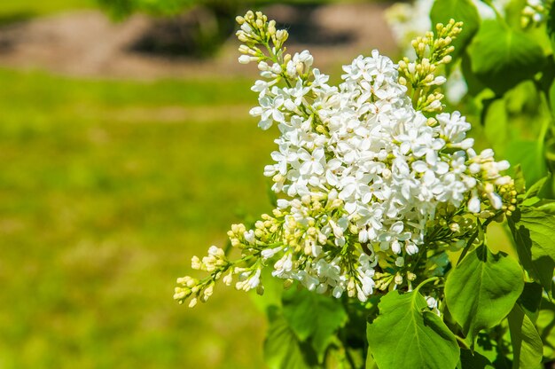 白いライラック。ライラックの茂みに白いライラックの春に咲く花。外の緑の背景に自然な白い花