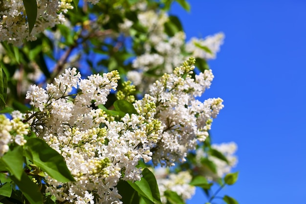 White lilac with copyspace