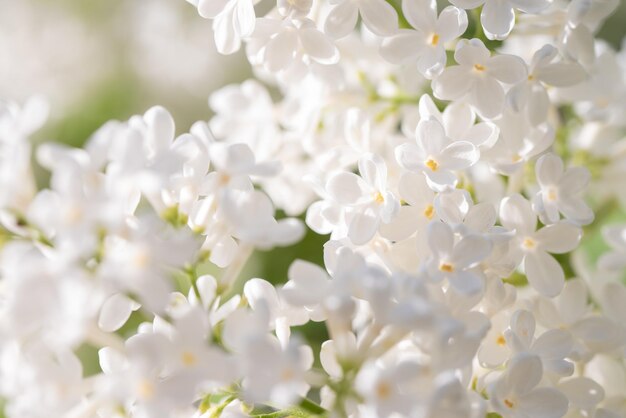 White Lilac