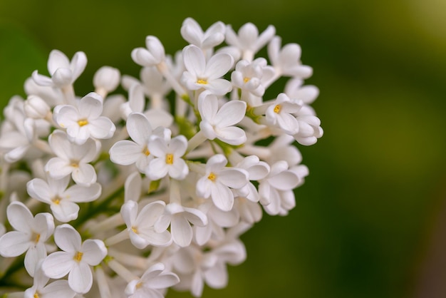 White Lilacs