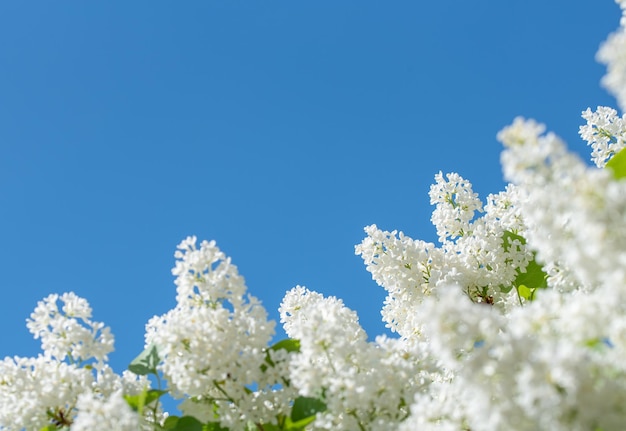 White Lilacs