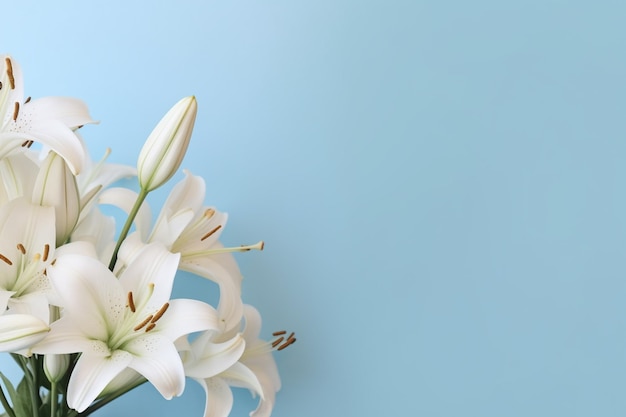 White lilies on a blue background