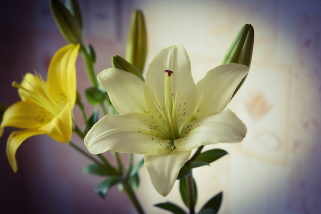 Foto fiori di gigli bianchi