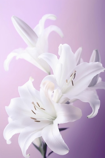 White lilies on pastel purple background close up