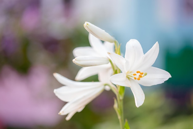 夏の庭の白いユリ庭の黄色とオレンジ色のユリユリjoop花