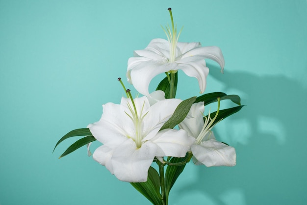 White lilies with green leaves on turquoise background