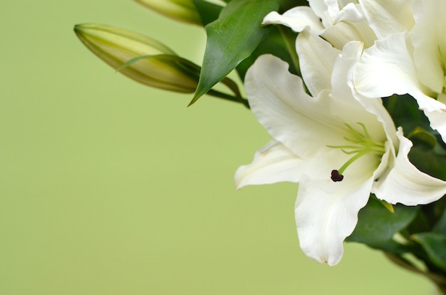 Photo white lilly flower for background