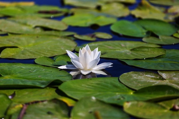 Белая лилия в зеленом летнем пруду