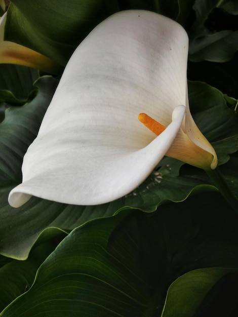 Foto il giglio bianco in fiore