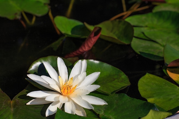 Фото Белая лилия цветет в пруду